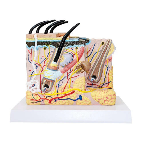 enlarged skin anatomical model