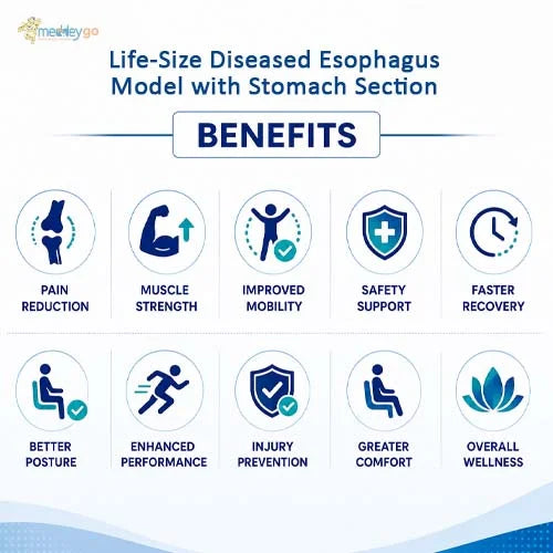 esophagus model