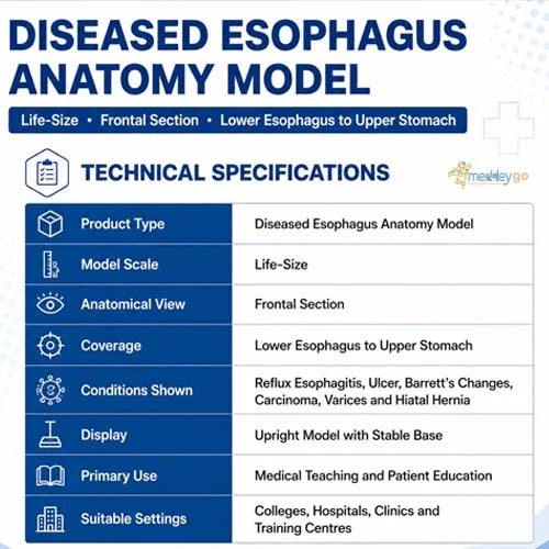 esophagus model