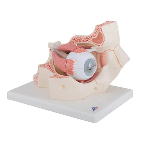 eye orbit model
