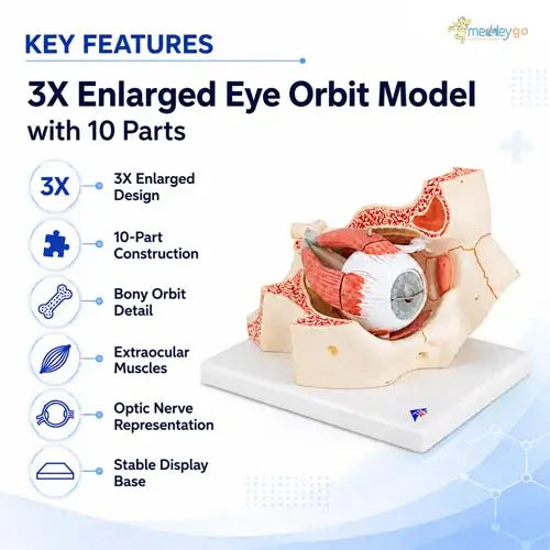 eye orbit model
