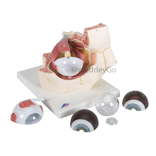 eye orbit model
