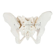 female pelvis