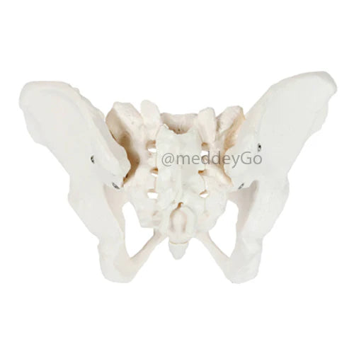 female pelvis
