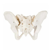 female pelvis