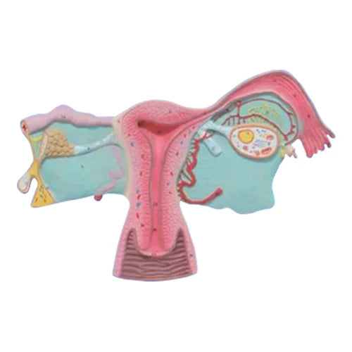 female reproductive system 3d
