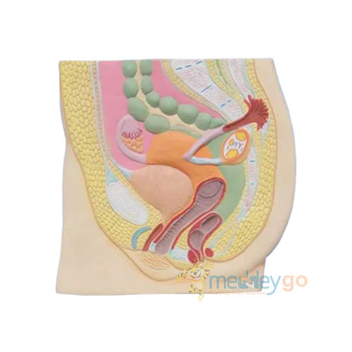female reproductive system 3d

