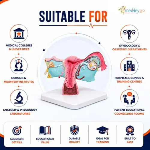female reproductive system 3d
