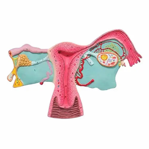 female reproductive system 3d
