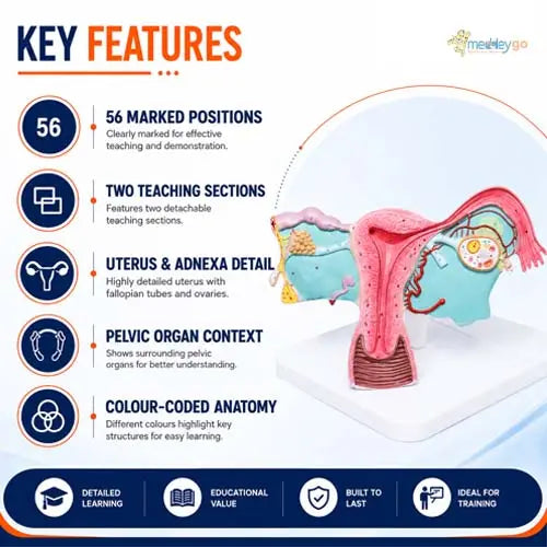 female reproductive system 3d
