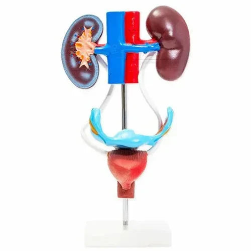 female urogenital model