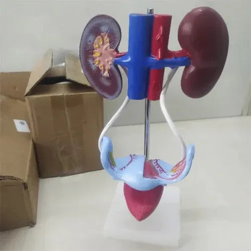 female urogenital model