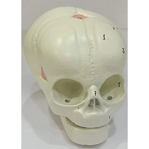 Fetal skull model Delux