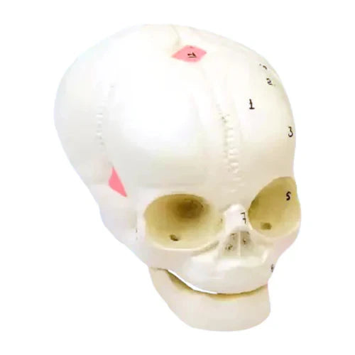 fetal skull model
