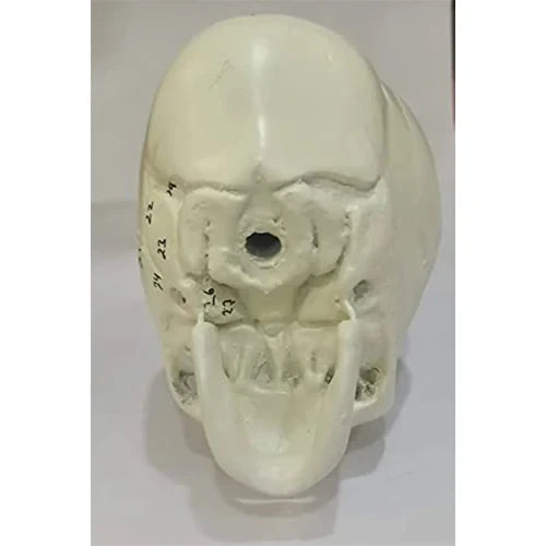 fetal skull model