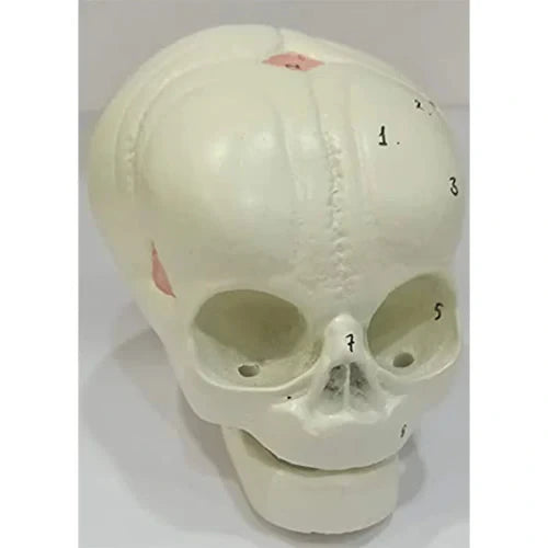 fetal skull model