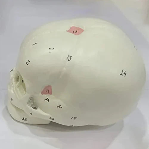 fetal skull model