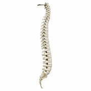 full spine saw bone 