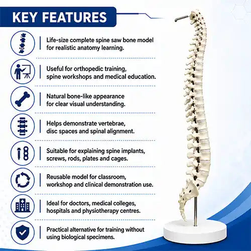full spine saw bone