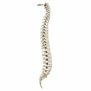 full spine saw bone