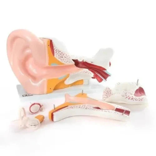 giant ear model