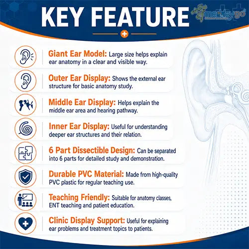 giant ear model