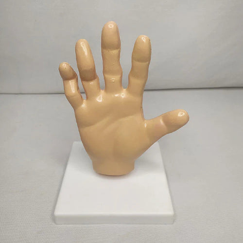 Hand Arthritis Model Delux