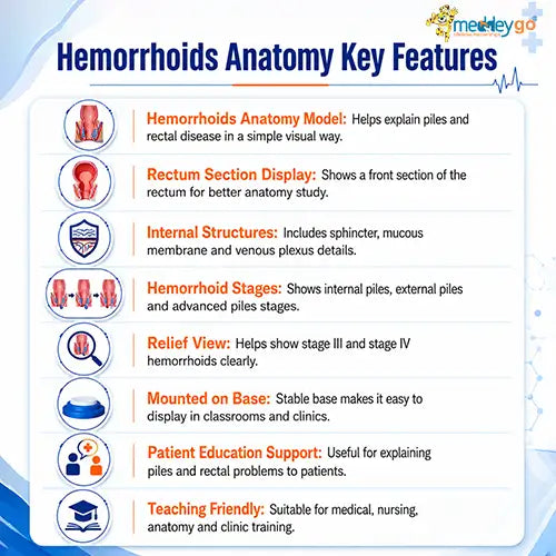  hemorrhoids anatomy 