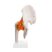 hip joint model