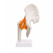 hip joint model