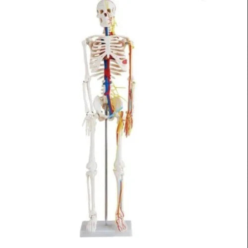 Human Skeleton 85 Cm with Nerves and Blood Vessels