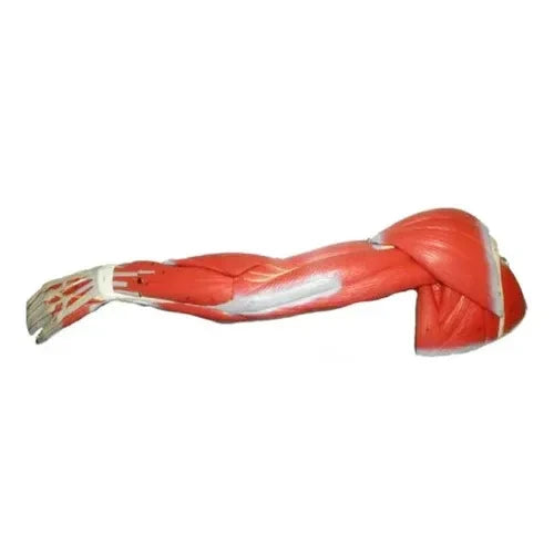 human arm muscle model
