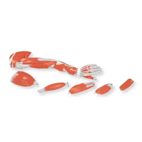 human arm muscle model

