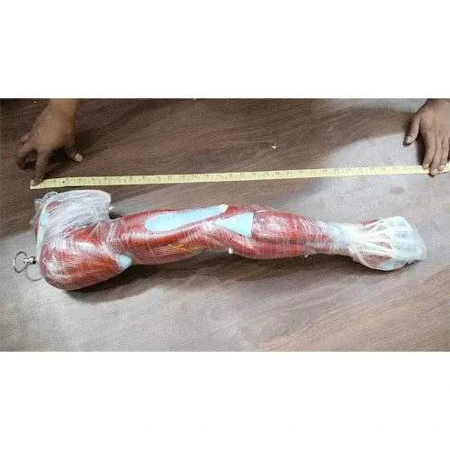 human arm muscle model
