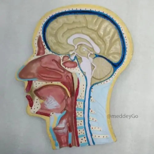 Human Head Model Sagittal Section