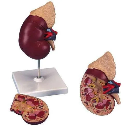 human kidney model