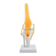 human knee joint model