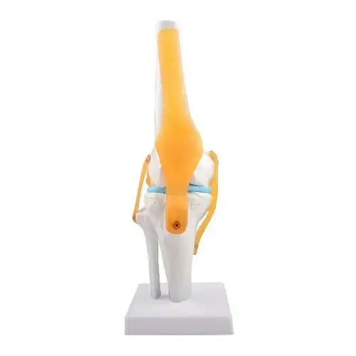 human knee joint model