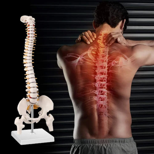 human mini spinal column model with femur head
