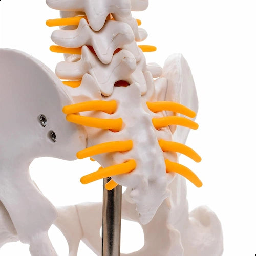 human mini spinal column model