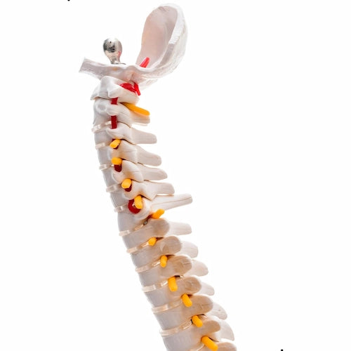 human mini spinal column model with femur head