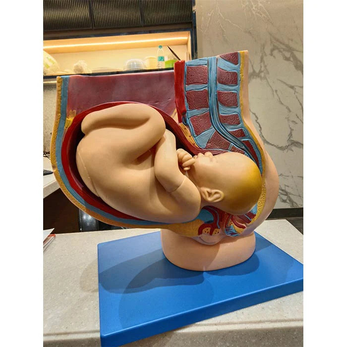 Human Pregnant Female Pelvis Section Model