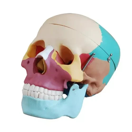 human skull model