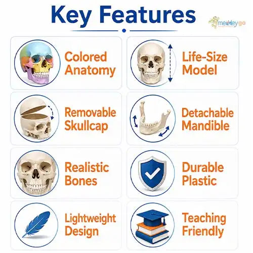 human skull model