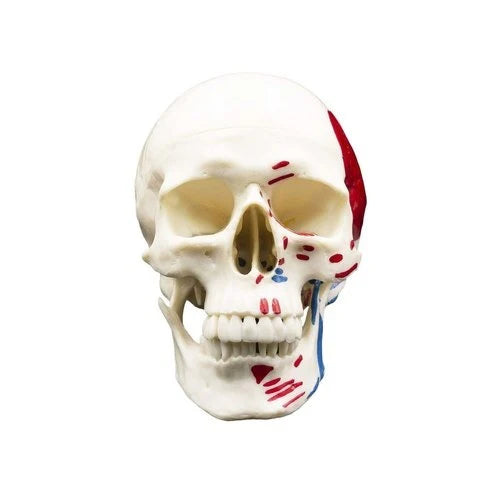 human skull model
