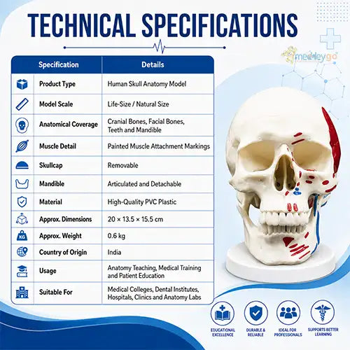 human skull model