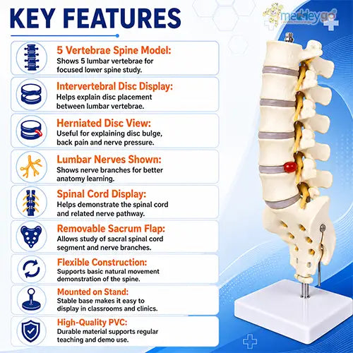 human spine model