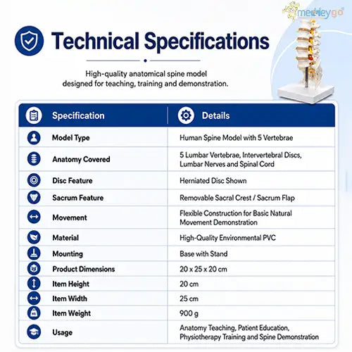 human spine model