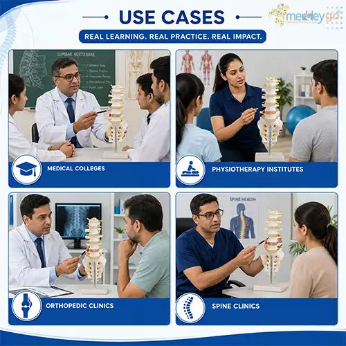 human spine model