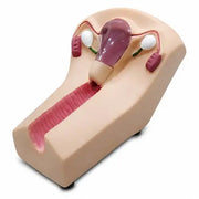 iud training model